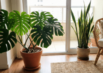 As 2 plantas que estão dominando a decoração minimalista e deixando ambientes mais leves