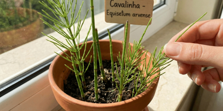 Unhas quebradiças nunca mais com essa planta que muita gente tem em casa