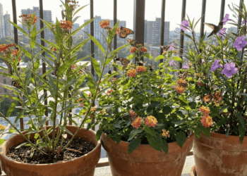 Transforme sua varanda com 5 plantas que atraem natureza