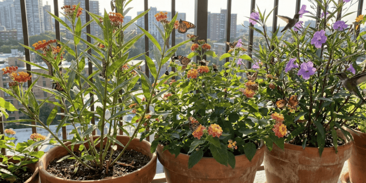 Transforme sua varanda com 5 plantas que atraem natureza