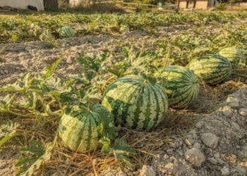 Pouca gente sabe, mas esse método faz a melancia crescer e frutificar antes do esperado