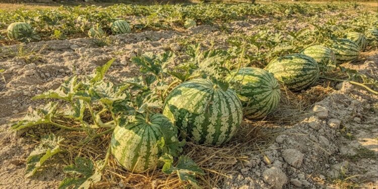 Pouca gente sabe, mas esse método faz a melancia crescer e frutificar antes do esperado