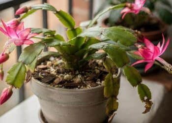 Se a flor de maio ficou vermelha, algo está errado e precisa de correção urgente