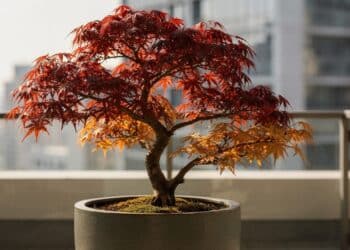 Árvore perfeita que não cansa o visual, muda de cor ao longo do ano e se desenvolve bem até em varandas pequenas