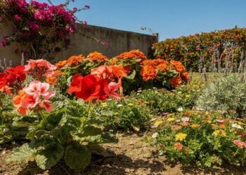 6 plantas que amam sol forte e são perfeitas para quem quer um jardim vibrante sem trabalho diário