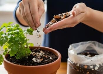 Adubo de cozinha de janeiro: o que dá para fazer em 10 minutos e o que NÃO colocar no vaso
