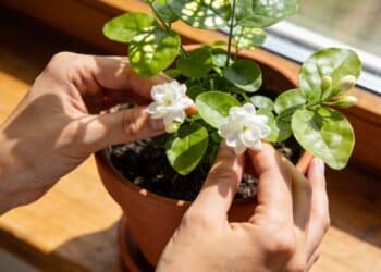 Nem óleo nem sal: truque simples faz o jasmim florescer o ano todo sem complicação