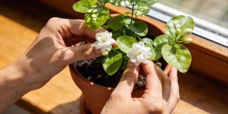 Nem óleo nem sal: truque simples faz o jasmim florescer o ano todo sem complicação