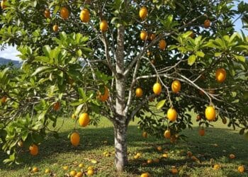Essa é a fruta tropical que está conquistando os jardins brasileiros