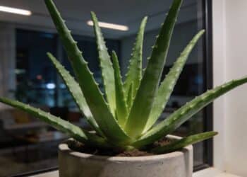 Essa planta medicinal cresce mesmo com pouca luz e ainda ajuda a cuidar da saúde no dia a dia