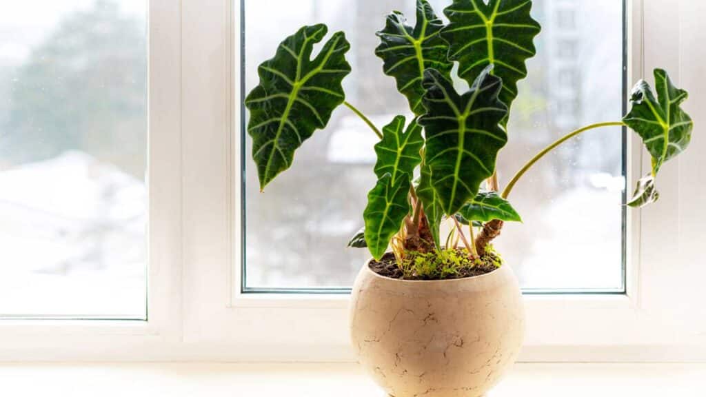 Alocasia Polly na varanda da janela - Créditos: depositphotos.com / TSViPhoto