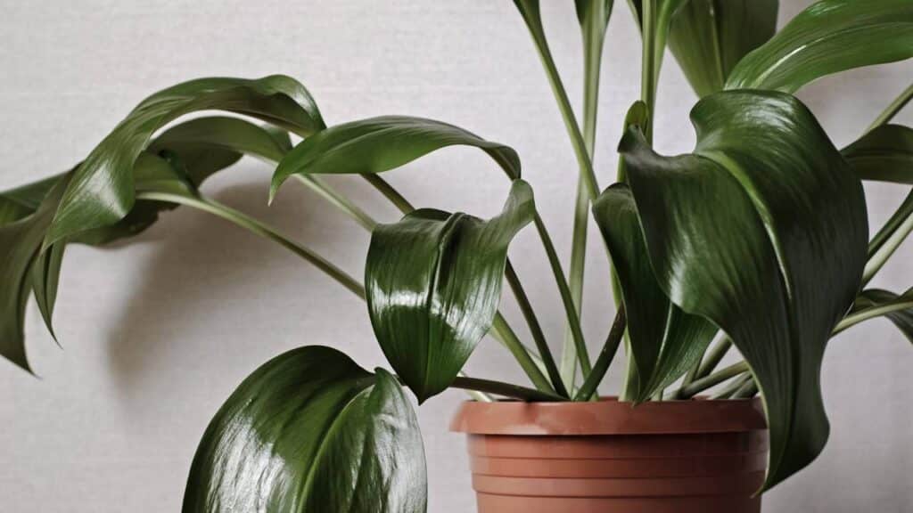 Créditos: depositphotos.com / serggn