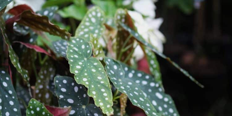 Créditos: depositphotos.com / wisely