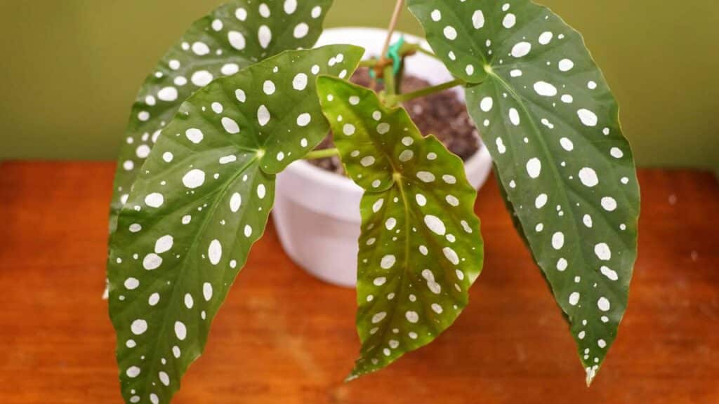 Créditos: depositphotos.com / khairil77