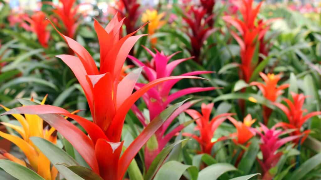 Créditos: depositphotos.com / irisphoto11