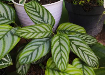 Conhecida por “rezar” ao fim do dia, essa planta vira favorita para móveis altos por seu movimento natural e decorativo