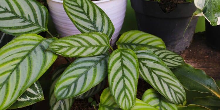 Conhecida por “rezar” ao fim do dia, essa planta vira favorita para móveis altos por seu movimento natural e decorativo