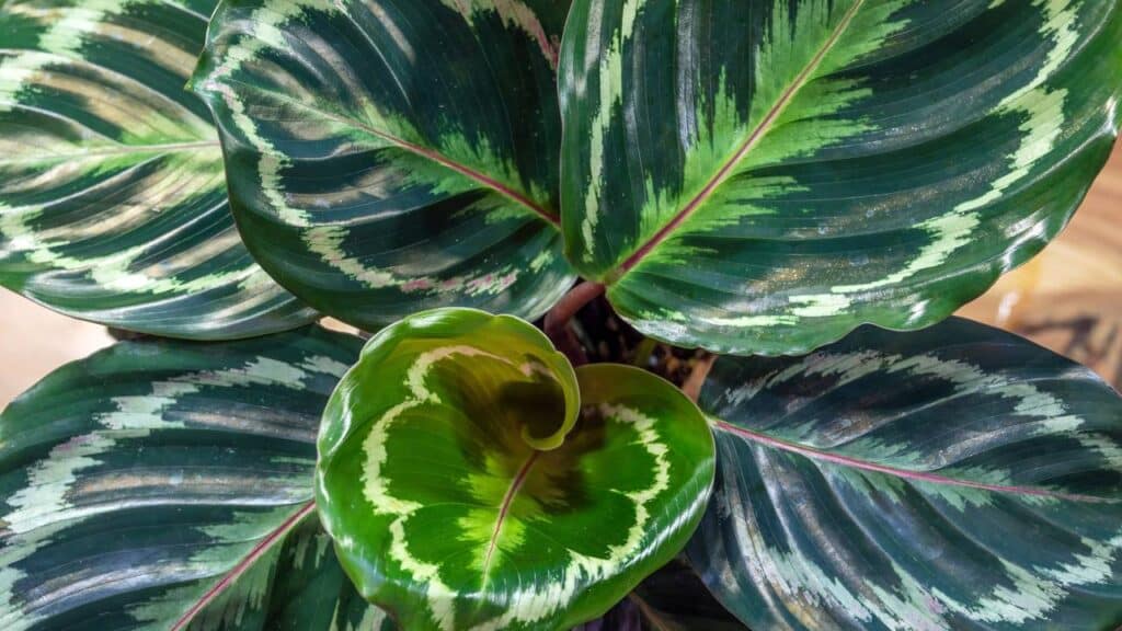 Créditos: depositphotos.com / paul.atkinson@mac.com