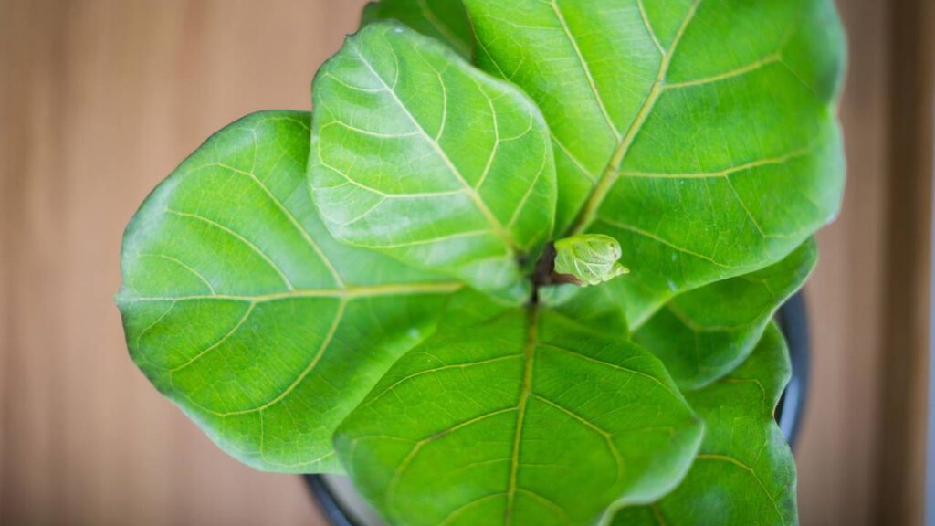 Ficus Lyrata Bambino - Créditos: depositphotos.com / ellinnur