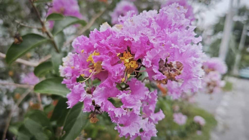 Um aglomerado de flores rosa de Lagerstroemia indica nos galhos.