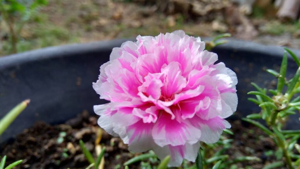 Créditos: depositphotos.com / mangkelin1