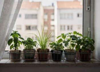 Esses 6 temperos são ideais para a horta da janela e garantem folhas frescas para cozinhar diariamente