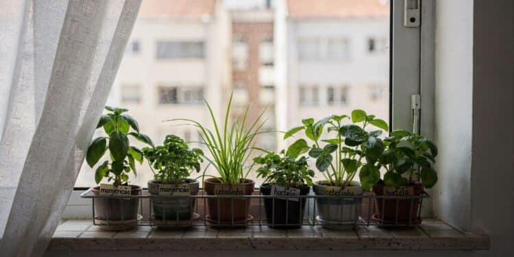 Esses 6 temperos são ideais para a horta da janela e garantem folhas frescas para cozinhar diariamente