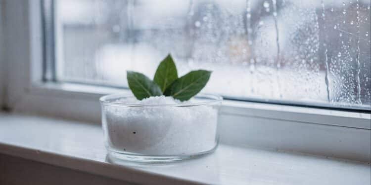 Adeus pano molhado: esse truque com sal e louro seca a janela, reduz o mofo e ainda deixa o ambiente cheiroso