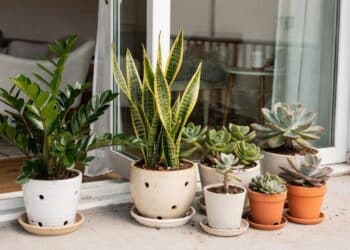 5 plantas quase indestrutíveis para quem esquece de regar e quer a casa sempre verde