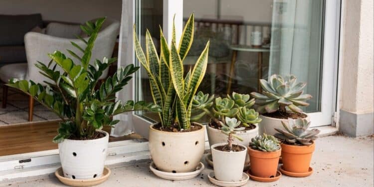 5 plantas quase indestrutíveis para quem esquece de regar e quer a casa sempre verde