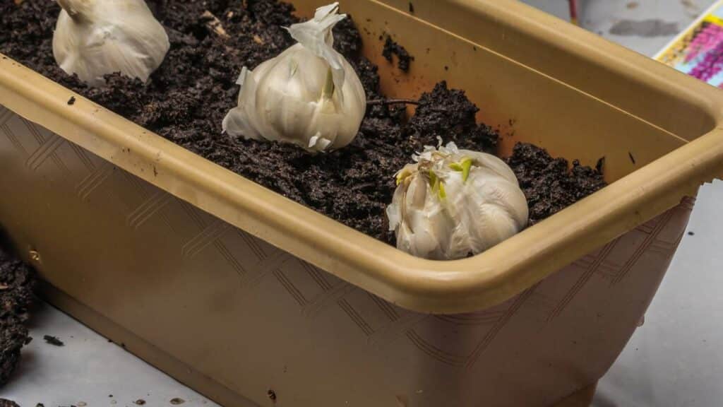 Créditos: depositphotos.com / trjiii