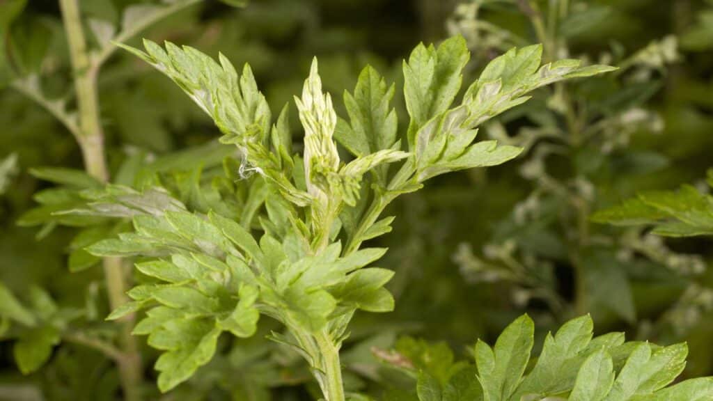 Créditos: depositphotos.com / Blinztree