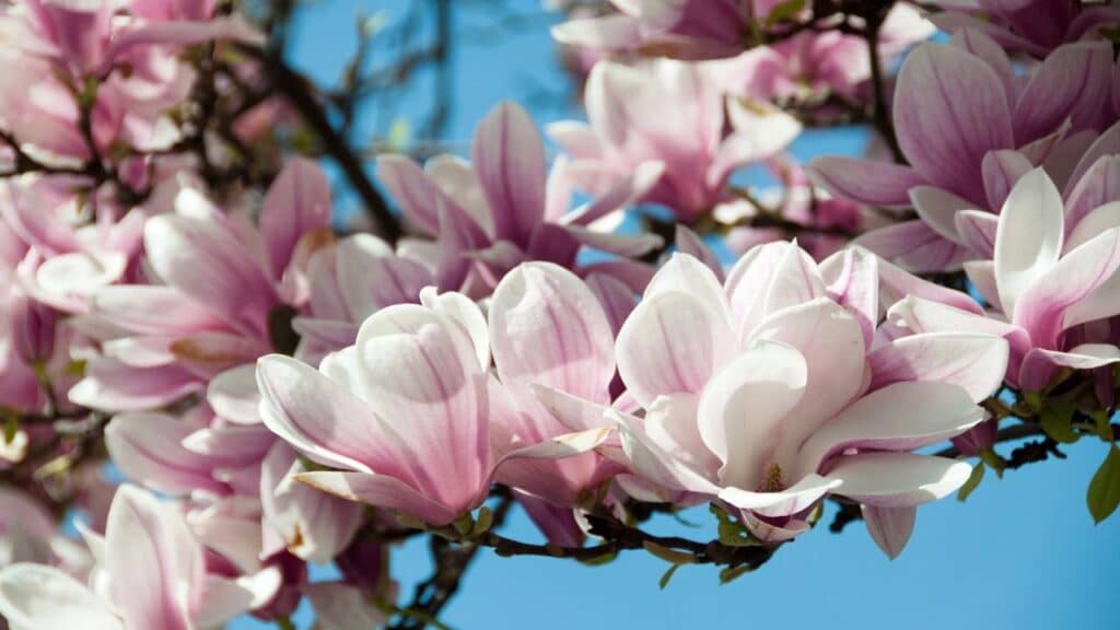 Créditos: depositphotos.com / franky242