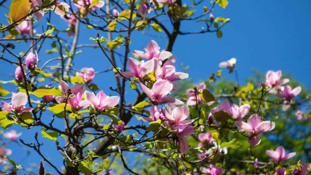 Créditos: depositphotos.com / tinzabo