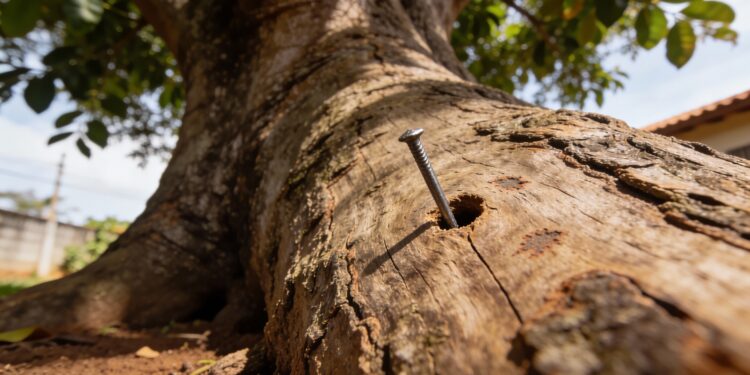Por que martelar um prego em uma macieira: esse ritual ancestral tem explicação científica, mas será que funciona?