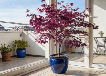 A árvore ideal para varandas que cresce bem em vasos e muda de cor ao longo do ano