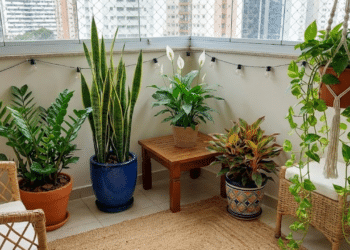 Plantas que se adaptam à pouca luz e são perfeitas para apartamentos