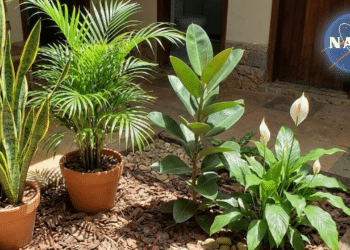 Plantas domésticas destacadas pela NASA ajudam a melhorar a qualidade do ar