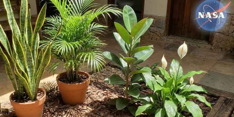 Plantas domésticas destacadas pela NASA ajudam a melhorar a qualidade do ar