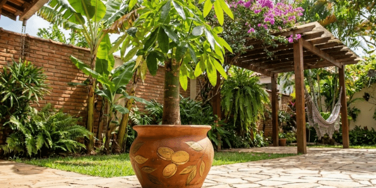 Para que serve colocar a árvore-da-fortuna perto da entrada e por que é recomendado