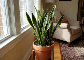 Espécie ornamental se destaca por manter o verde o ano inteiro e exigir pouquíssimos cuidados