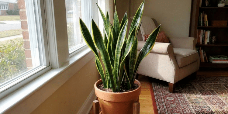 Espécie ornamental se destaca por manter o verde o ano inteiro e exigir pouquíssimos cuidados