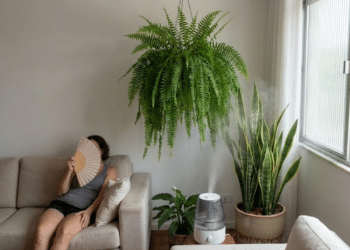 Plantas que melhoram o conforto térmico dos ambientes e estão ganhando espaço na decoração brasileira