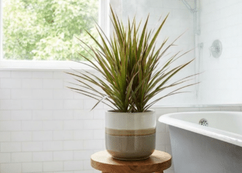 Decoração brasileira aposta em plantas que prosperam em banheiros úmidos e unem estética e adaptação natural