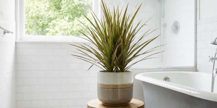 Decoração brasileira aposta em plantas que prosperam em banheiros úmidos e unem estética e adaptação natural