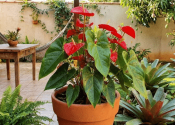 A planta exótica que floresce mesmo em apartamentos pequenos