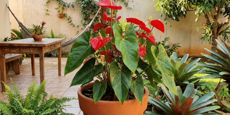 A planta exótica que floresce mesmo em apartamentos pequenos