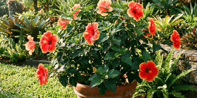 A planta ornamental que cresce rápido e transforma qualquer varanda