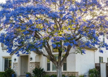 Jardinagem prática: A árvore resistente de flores azuis que decora fachadas com estilo