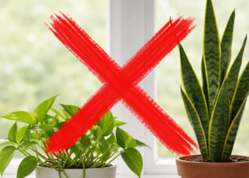 O Lírio-da-Paz ajuda a reduzir o ruído no seu quarto